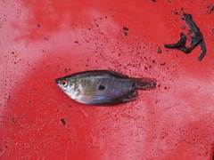 Trichopodus trichopterus