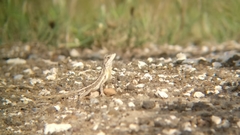 Sitana