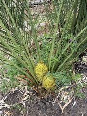 Macrozamia riedlei