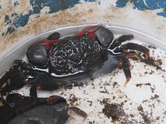 Neosarmatium asiaticum