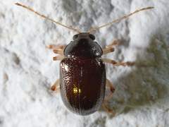 Rhabdopterus