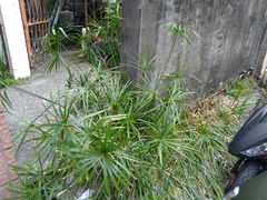 Cyperus alternifolius flabelliformis