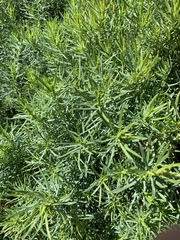 Olearia glutinosa