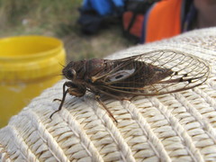 Gelidea torrida