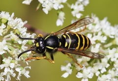 Vespula acadica