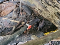 Sarcoscypha occidentalis