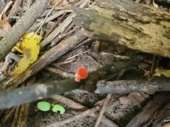 Sarcoscypha occidentalis