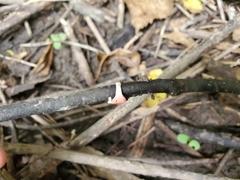 Sarcoscypha occidentalis