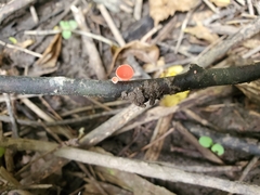 Sarcoscypha occidentalis