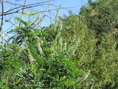 Eysenhardtia orthocarpa