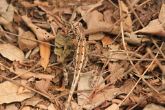 Sitana ponticeriana