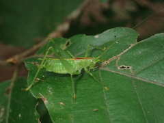 Tettigoniopsis forcipicercus