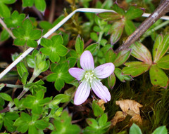 Geranium sibbaldioides sibbaldioides