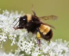 Bombus terricola image