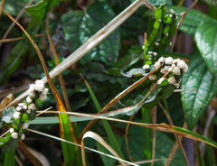 Baccharis genistelloides