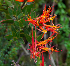 Tristerix longibracteatus