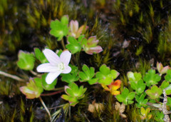 Geranium sibbaldioides sibbaldioides