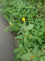 Bidens pilosa pilosa