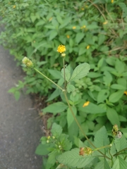 Bidens pilosa pilosa
