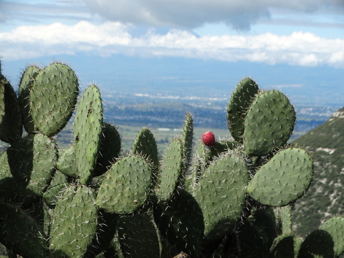 Image of Opuntia streptacantha by (c) Juan Rafael Rodríguez Razgado, some rights reserved (CC BY)