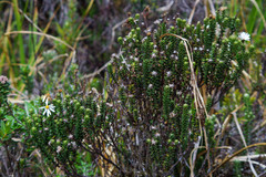 Diplostephium spinulosum