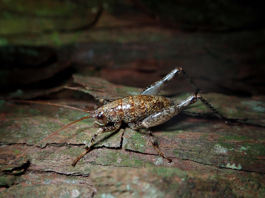 Anoplophilus major