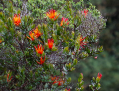 Tristerix longibracteatus