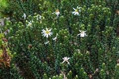 Diplostephium spinulosum