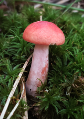 Russula tenuiceps