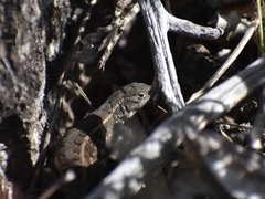 Sceloporus samcolemani