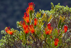 Tristerix longibracteatus