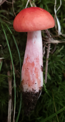 Russula tenuiceps