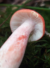 Russula tenuiceps