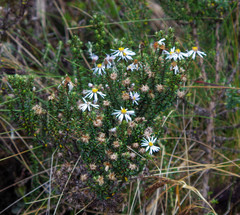 Diplostephium spinulosum
