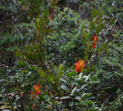 Tristerix longibracteatus
