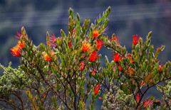 Tristerix longibracteatus
