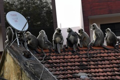Semnopithecus entellus