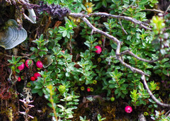 Disterigma empetrifolium