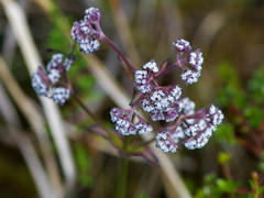 Valeriana adscendens