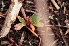 Erythraeoidea