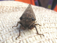Gelidea torrida