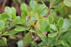 Therion circumflexum