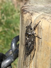 Amphipsalta strepitans