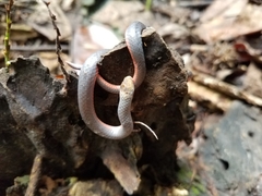 Carphophis amoenus helenae