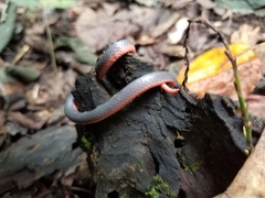 Carphophis amoenus helenae