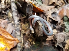 Carphophis amoenus helenae