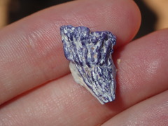 Austrobalanus imperator