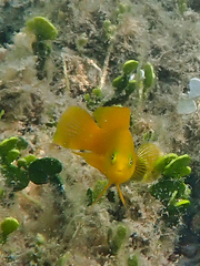 Pseudochromis fuscus