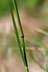 Austrostipa scabra falcata