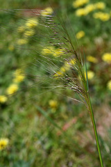 Austrostipa scabra falcata
